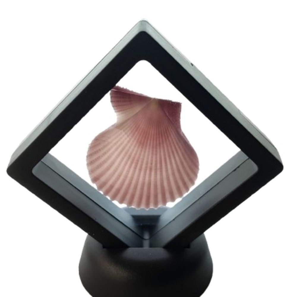 Elegant Pink Shell Display Frame 2.75x2.75